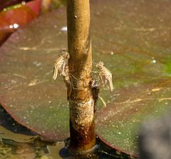 --- Große Pechlibelle (Ischnura elegans) --- 