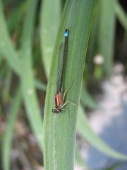 Große Pechlibelle (Ischnura elegans, f. rufescens-obsoleta, Weibchen)