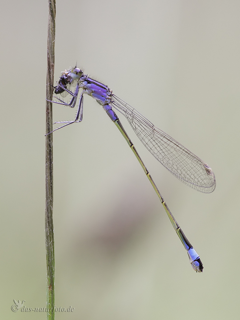 Große Pechlibelle (Ischnura elegans f. violacea)