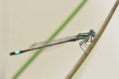 Große Pechlibelle (Ischnura elegans)