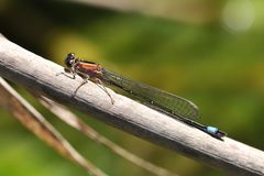 Große Pechlibelle (Ischnura elegans)