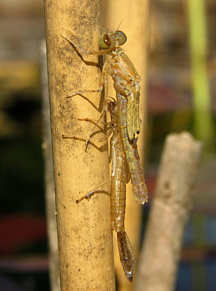 --- Große Pechlibelle (Ischnura elegans) --- 