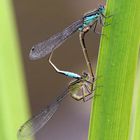 Große Pechlibelle - Ischnura elegans