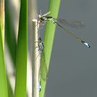 --- Große Pechlibelle (Ischnura elegans) --- 