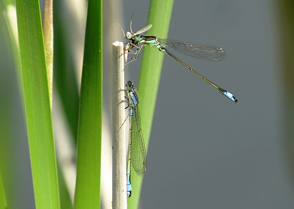 --- Große Pechlibelle (Ischnura elegans) --- 