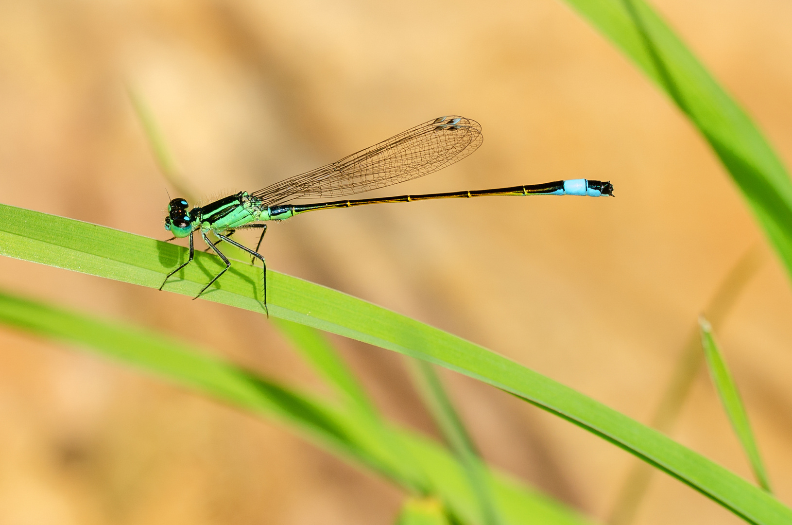 Große Pechlibelle (Ischnura elegans)