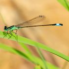 Große Pechlibelle (Ischnura elegans)