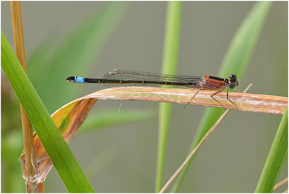 Grosse Pechlibelle - Ischnura elegans - Farbvariante