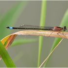 Grosse Pechlibelle - Ischnura elegans - Farbvariante