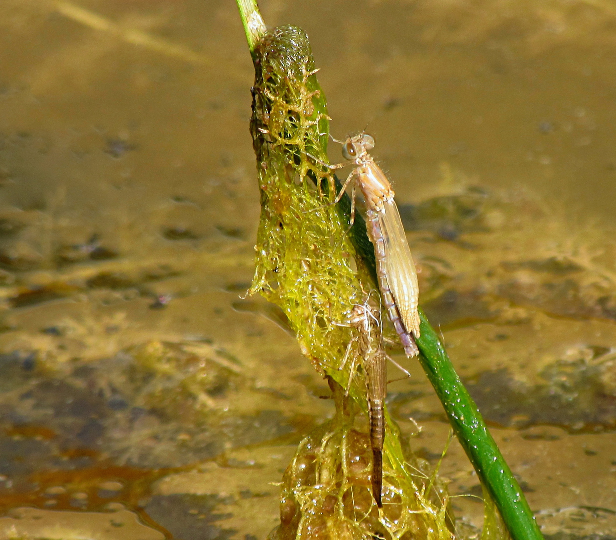 --- Große Pechlibelle (Ischnura elegans) --- 