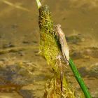 --- Große Pechlibelle (Ischnura elegans) --- 