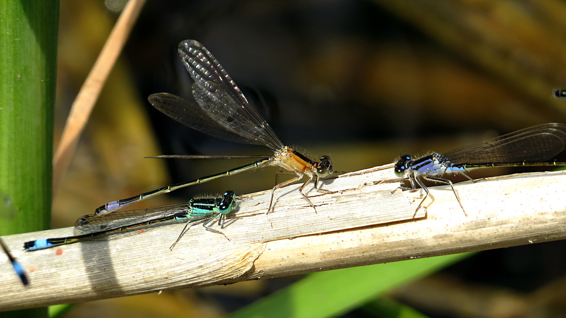 --- Große Pechlibelle (Ischnura elegans) --- 