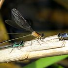 --- Große Pechlibelle (Ischnura elegans) --- 