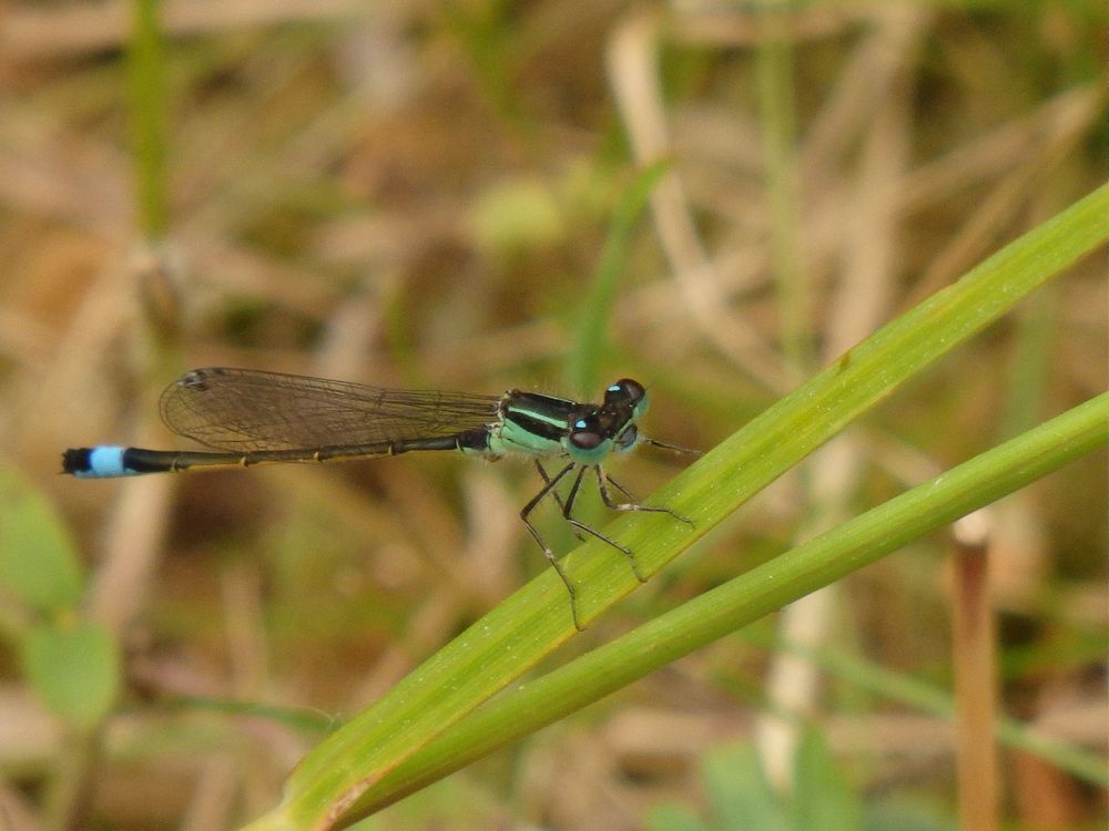 Große Pechlibelle (Ischnura elegans)