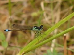 Große Pechlibelle (Ischnura elegans)