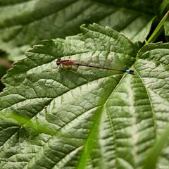 Große Pechlibelle - Ischnura elegans (female)