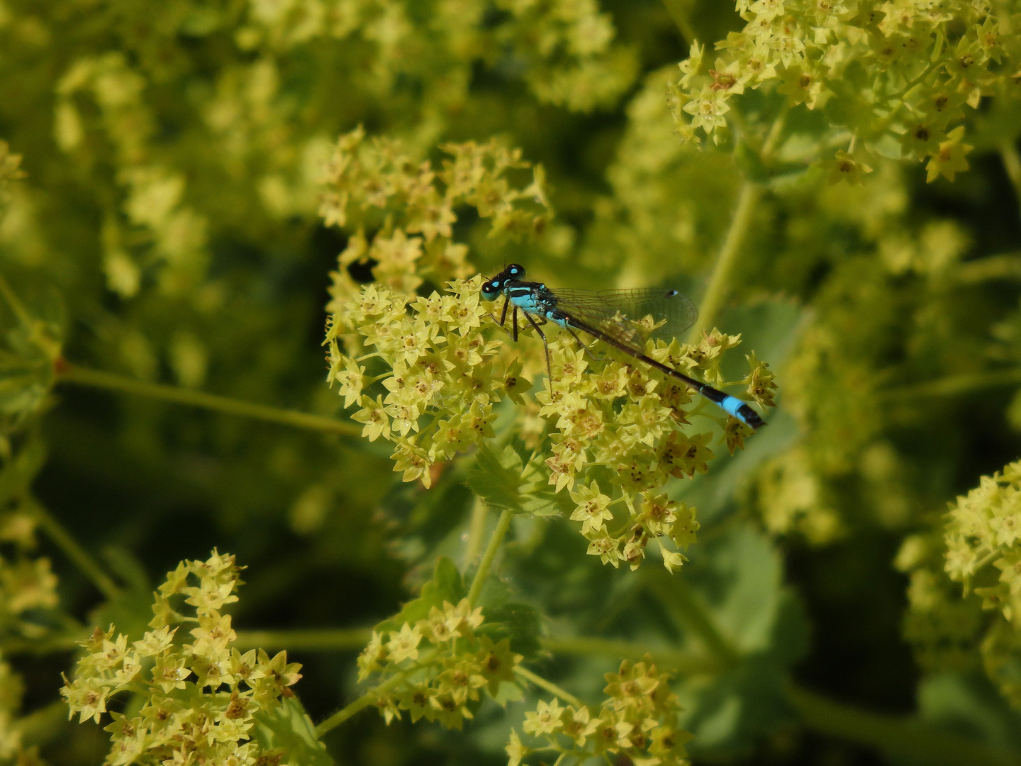 Große Pechlibelle (Ischnura elegans)