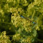 Große Pechlibelle (Ischnura elegans)