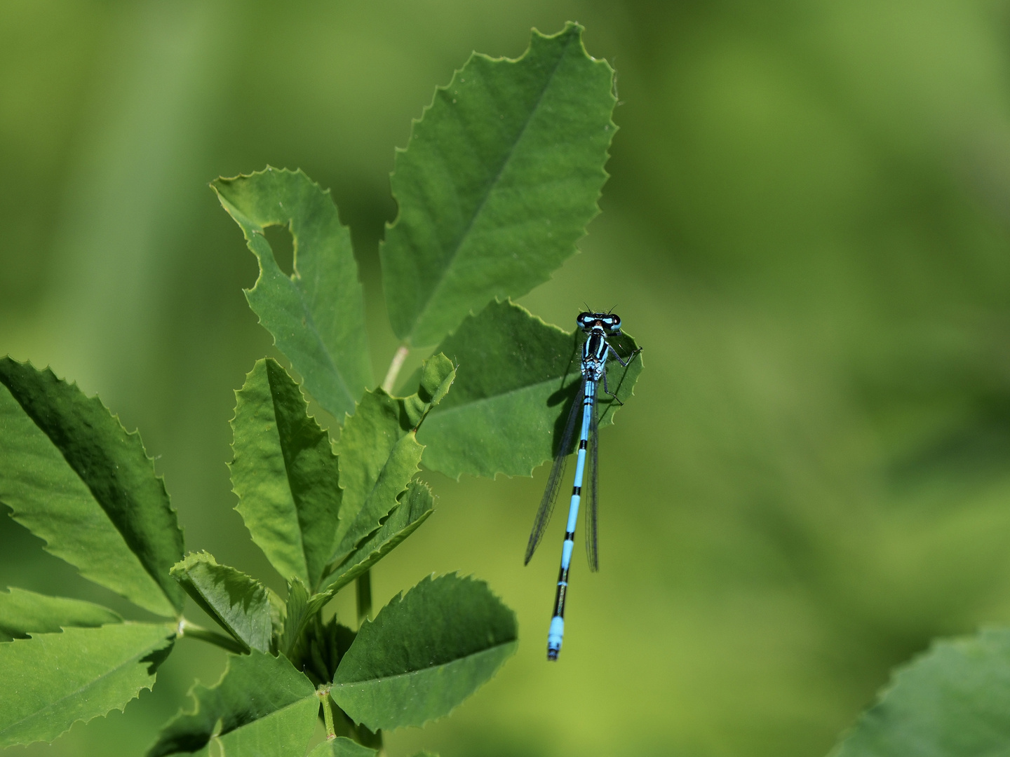 Große Pechlibelle (Ischnura elegans) II