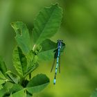 Große Pechlibelle (Ischnura elegans) II