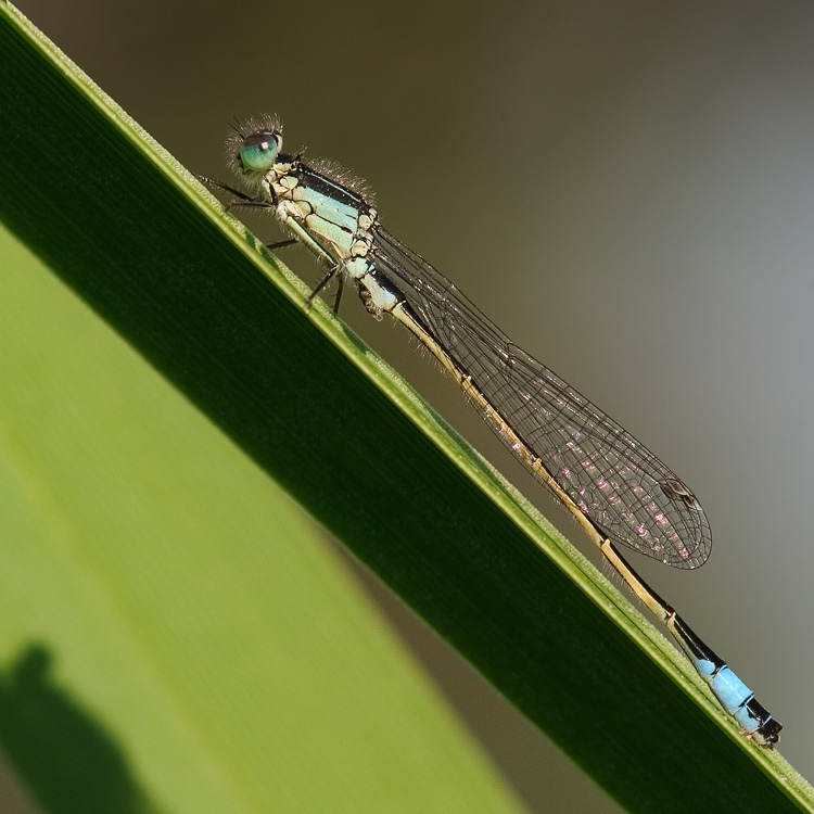 Große Pechlibelle (Ischnura elegans) im Quadrat