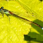 Große Pechlibelle (Ischnura elegans), Männchen