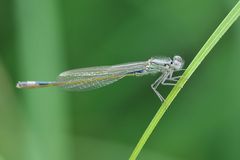 Große Pechlibelle (Ischnura elegans) Männchen