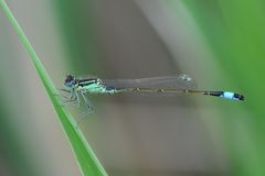 Große Pechlibelle (Ischnura elegans) Männchen