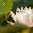 Große Pechlibelle  (Ischnura elegans) Männchen