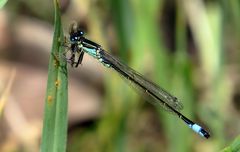 Große Pechlibelle (Ischnura elegans), Männchen beim Fressen