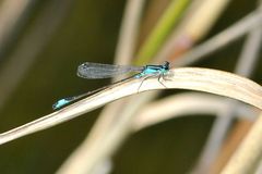 Große Pechlibelle (Ischnura elegans) Männchen