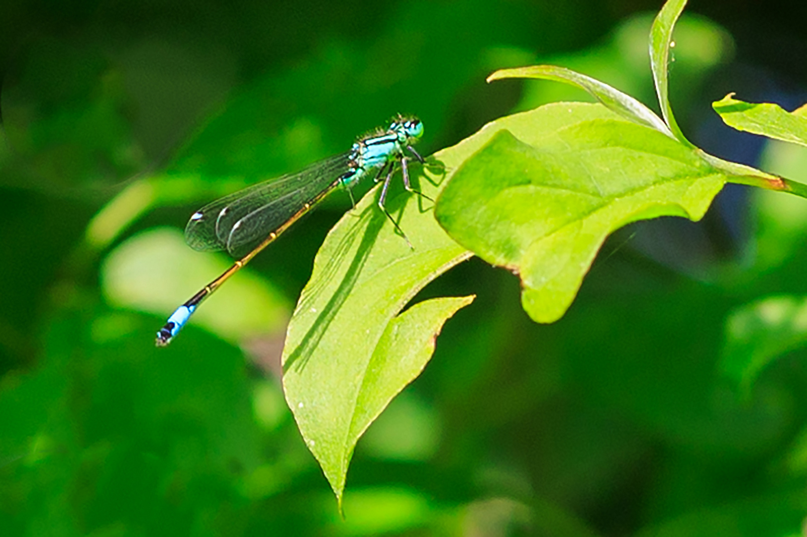 Große Pechlibelle (Ischnura elegans) Männchen