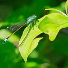 Große Pechlibelle (Ischnura elegans) Männchen