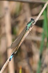 Große Pechlibelle (Ischnura elegans) Männchen