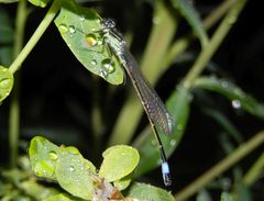 Große Pechlibelle (Ischnura elegans) nach dem Regen