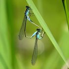  Große Pechlibelle (Ischnura elegans), Paarungsrad (1)