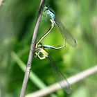 Große Pechlibelle (Ischnura elegans), Paarungsrad