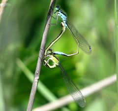 Große Pechlibelle (Ischnura elegans), Paarungsrad