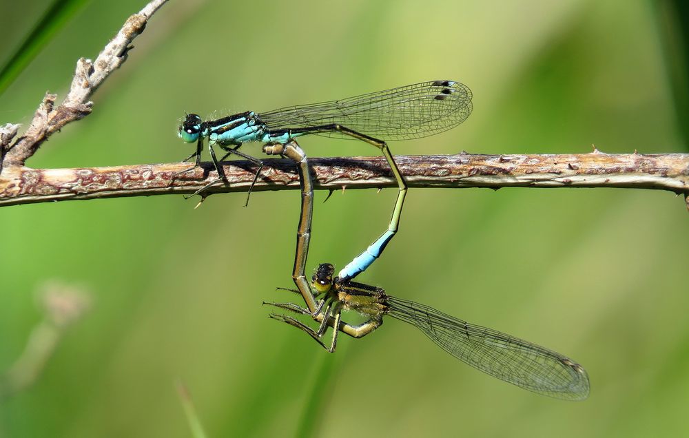 Große Pechlibelle (Ischnura elegans), Paarungsrad (2)