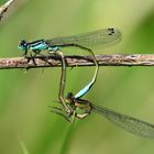 Große Pechlibelle (Ischnura elegans), Paarungsrad (2)