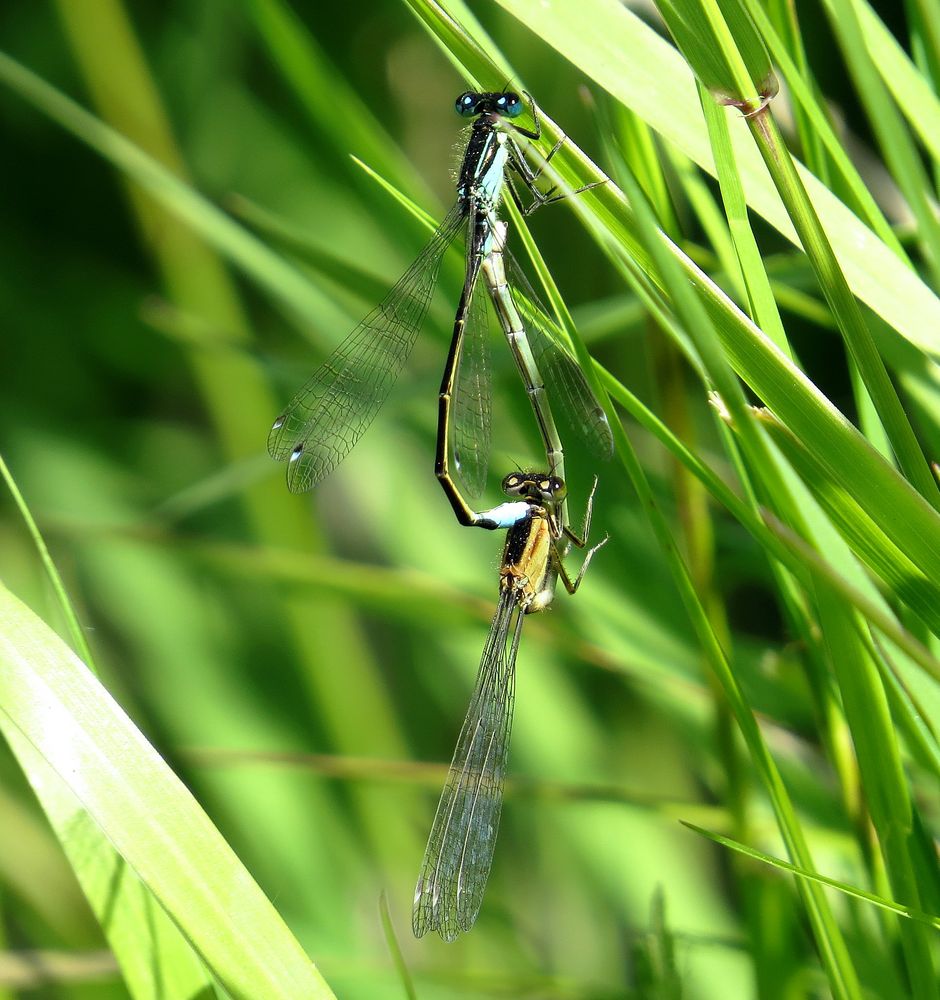 Große Pechlibelle (Ischnura elegans), Paarungsrad (3)