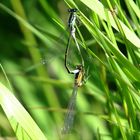 Große Pechlibelle (Ischnura elegans), Paarungsrad (3)