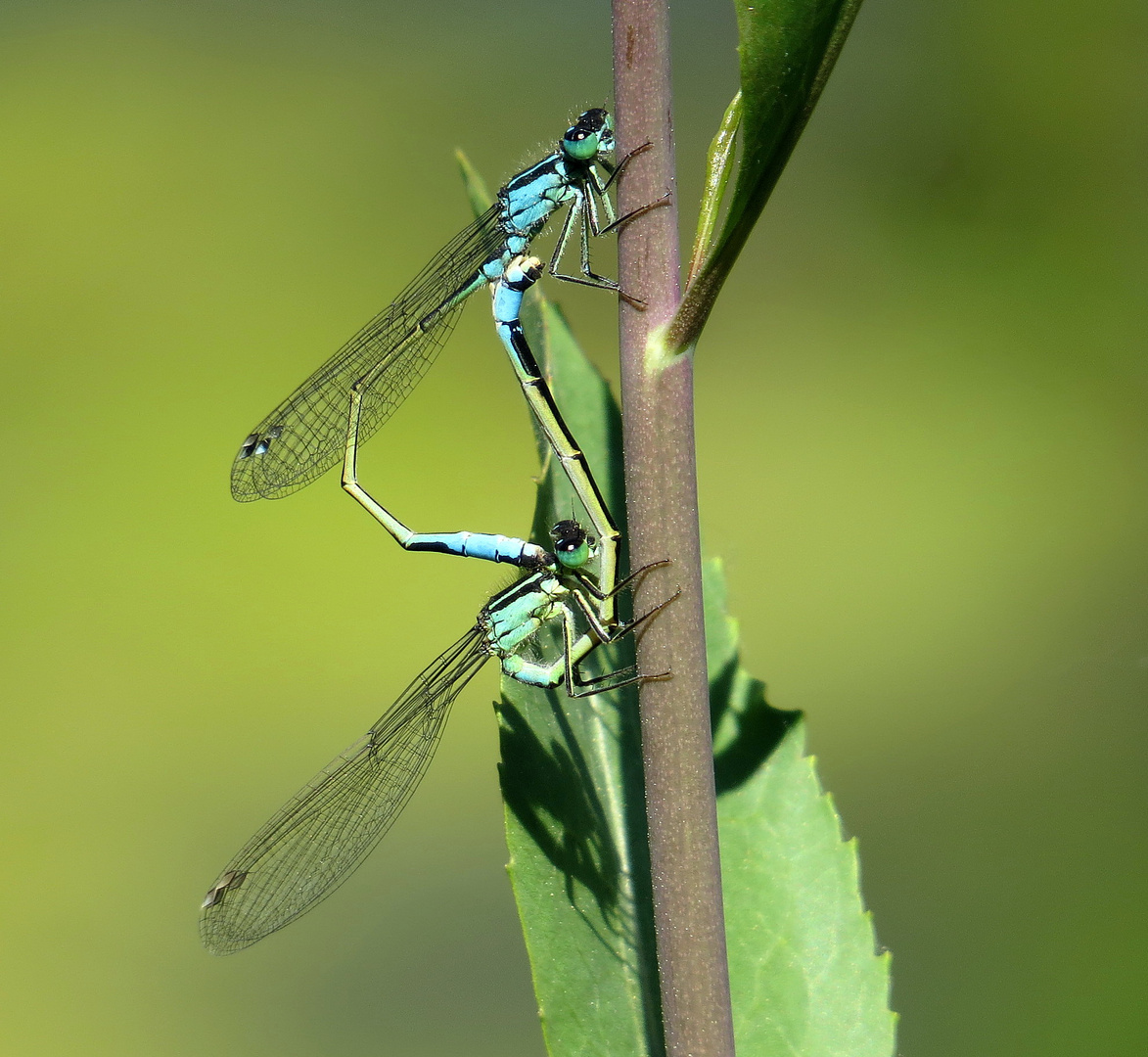 Große Pechlibelle (Ischnura elegans), Paarungsrad (4)