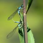 Große Pechlibelle (Ischnura elegans), Paarungsrad (4)