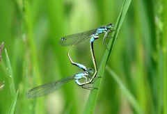 Große Pechlibelle (Ischnura elegans), Paarungsrad