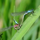 Große Pechlibelle (Ischnura elegans), Paarungsrad