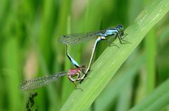 Große Pechlibelle (Ischnura elegans), Paarungsrad