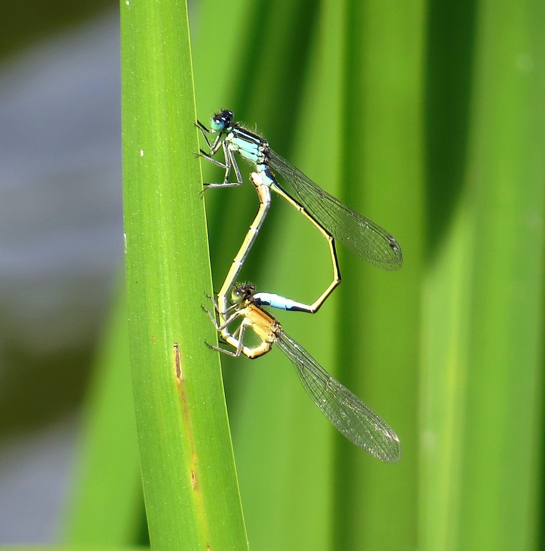 Große Pechlibelle (Ischnura elegans), Paarungsrad