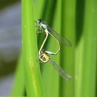 Große Pechlibelle (Ischnura elegans), Paarungsrad