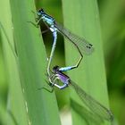 Große Pechlibelle (Ischnura elegans), Paarungsrad